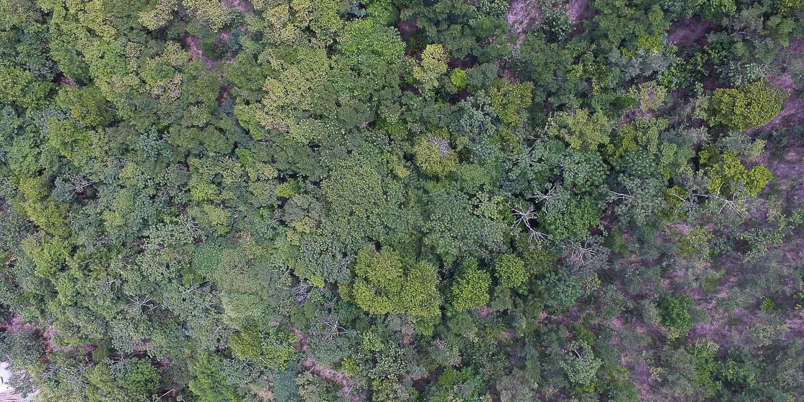 exposicao-digital-mostra-vida-nos-seis-biomas-brasileiros