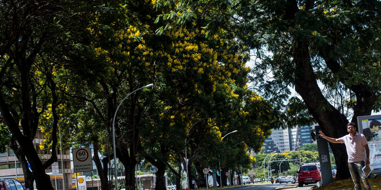 cop30:-brasil-lanca-plano-nacional-para-aumentar-arborizacao-urbana