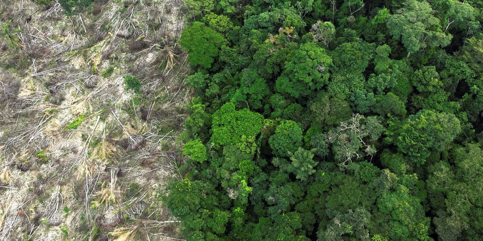 no-amazonas,-62%-da-exploracao-madeireira-e-feita-ilegalmente