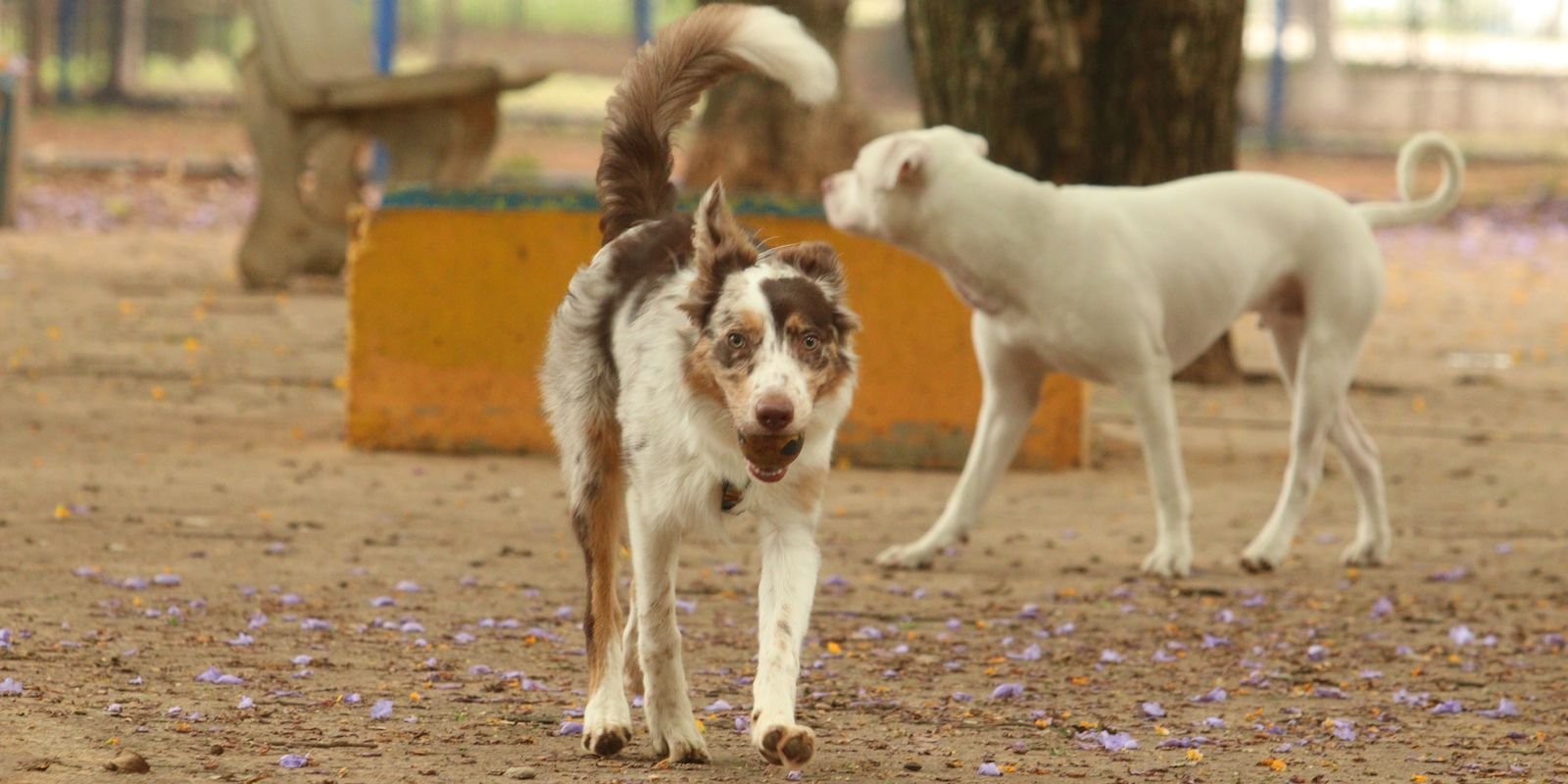 mais-de-300-pets-estarao-disponiveis-para-adocao-em-evento-em-sp