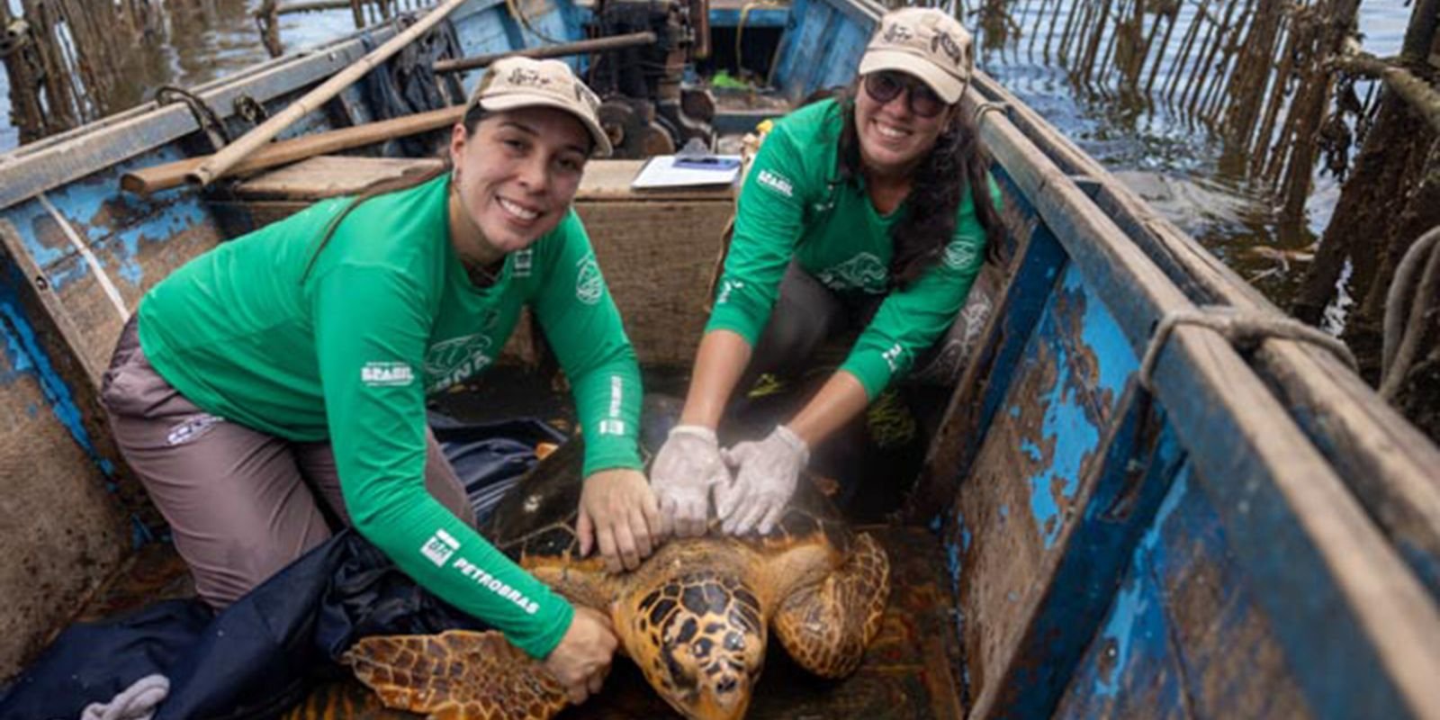 tartarugas-cabecudas-reaparecem-na-baia-de-guanabara