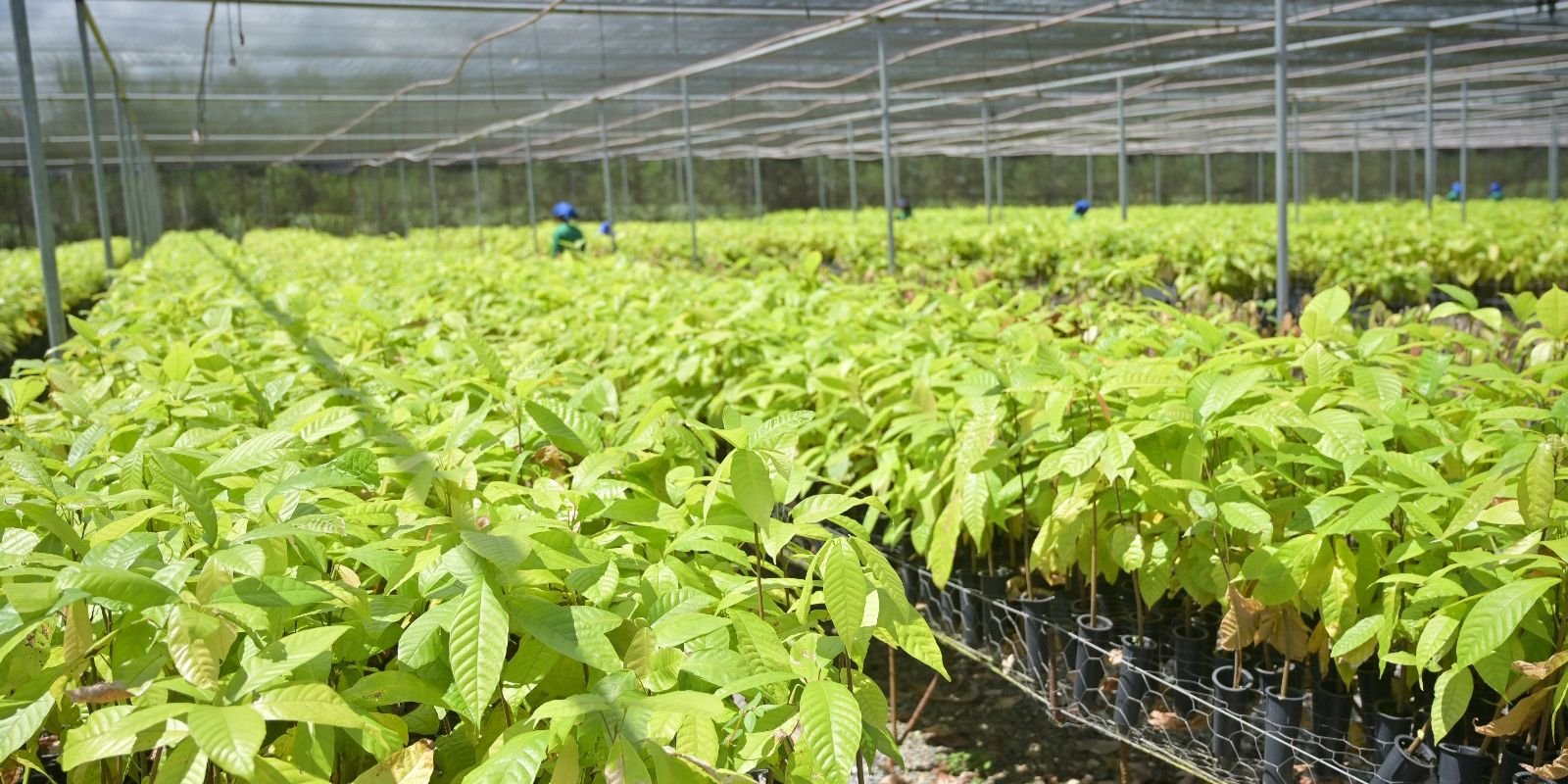 bioeconomia-em-areas-degradadas-cria-producao-sustentavel-no-para