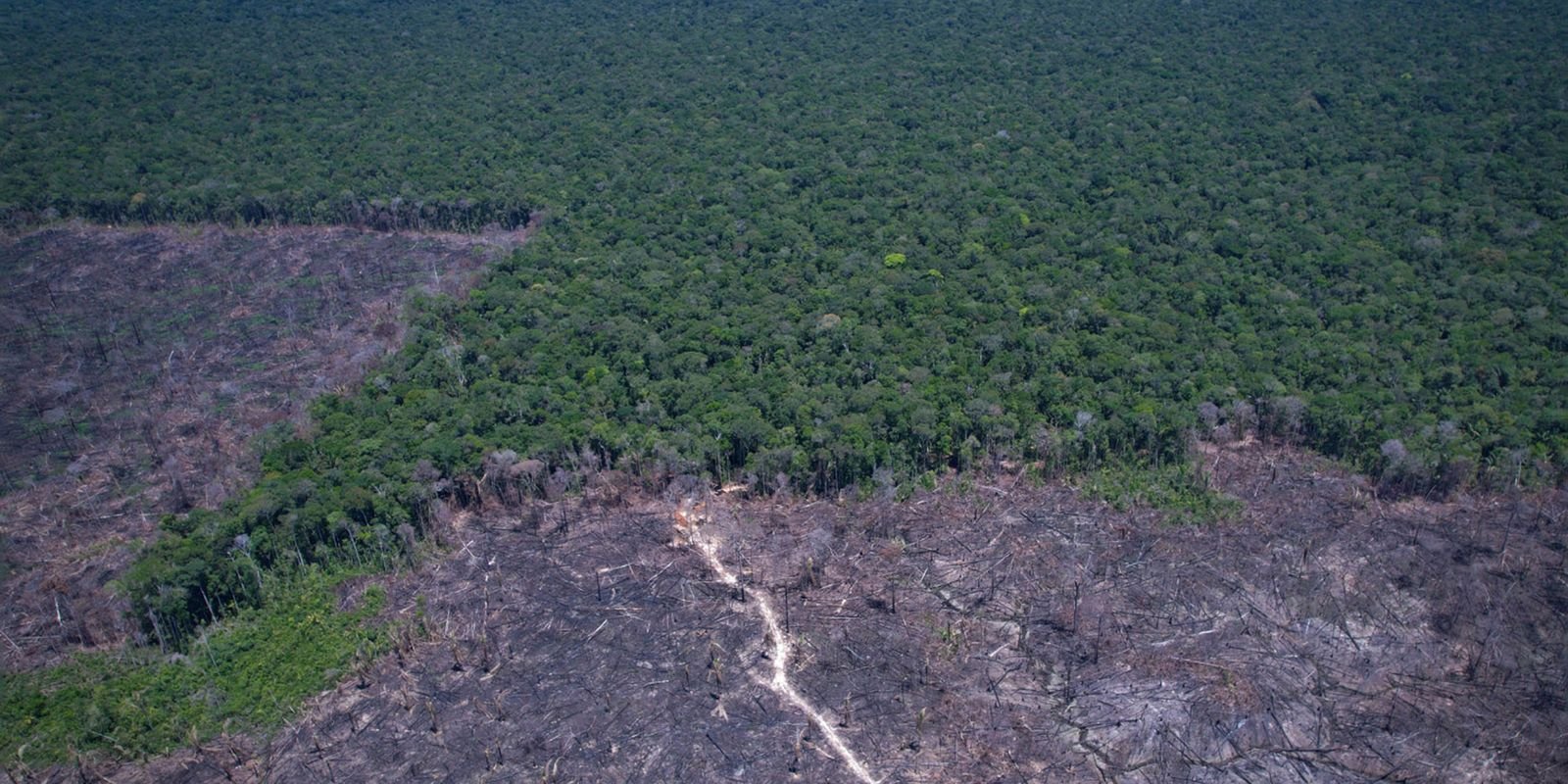 paises-discutem-solucao-para-combustivel-fossil-e-desmatamento-ilegal