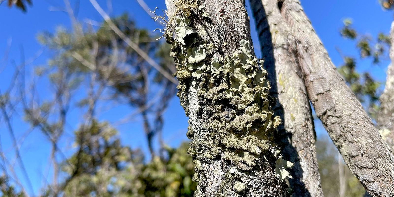 reserva-ecologica-do-ibge-no-df-passa-a-ter-gestao-apoiada-pelo-icmbio